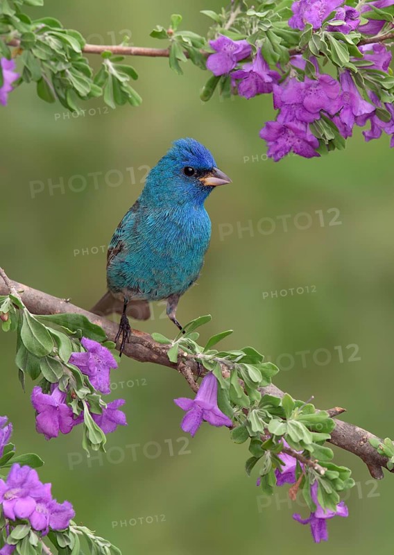 Indigo Bunting (Passerina cyanea) male perched on a flowering branch, Texas, USA