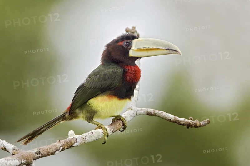 Ivory-billed Aracari (Pteroglossus azara), Ecuador