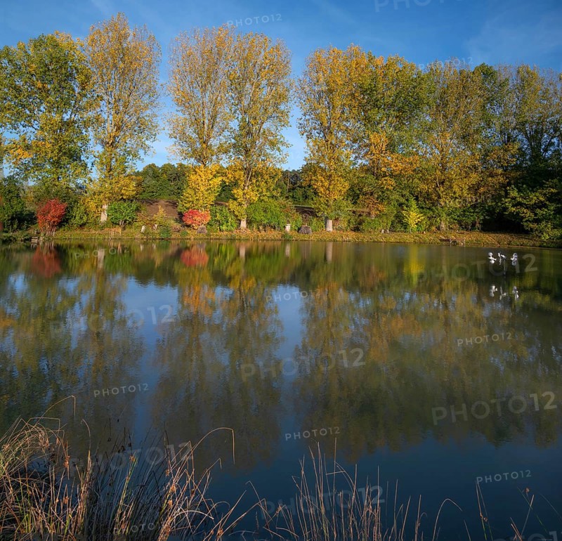 Autumnal poplars (Populus) in front of a carp pond, Beerbach, Middle Franconia, Bavaria, Germany