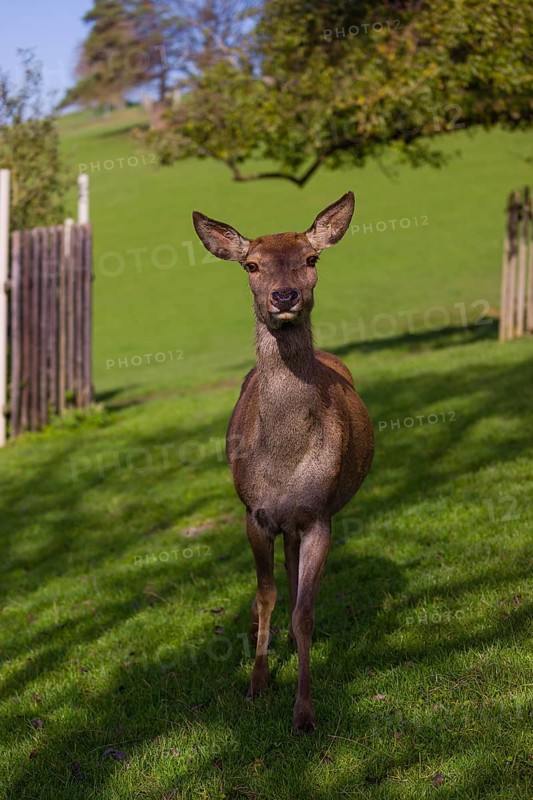 A red deer hind (Cervus elaphus) stands on a meadow looking into the camera