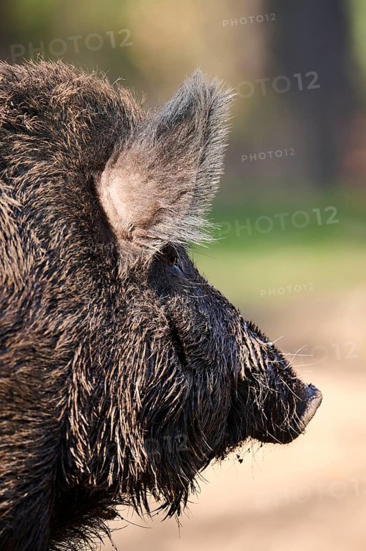 Wild boar (Sus scrofa) in a forest, ear, detail, Bavaria, Germany Europe