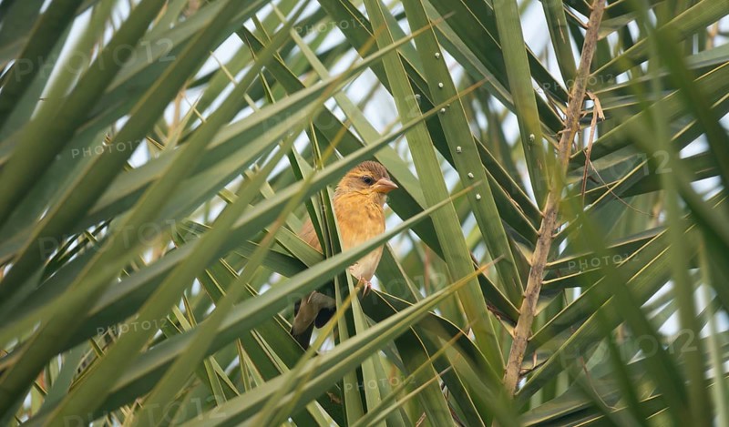 A zitting cisticola or streaked fantail warbler (Cisticola juncidis), Sreepur, Gazipur, Bangladesh