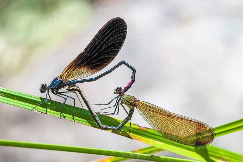 Bronze dragonfly mating wheel, animals, insect, dragonflies, dragonflies, (Calopteryx haemorrhoidalis), mating, flying insects