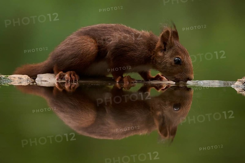 A close-up of a squirrel delicately drinking water from a tranquil lake, capturing nature's serene beauty and the grace of wildlife in a peaceful forest setting
