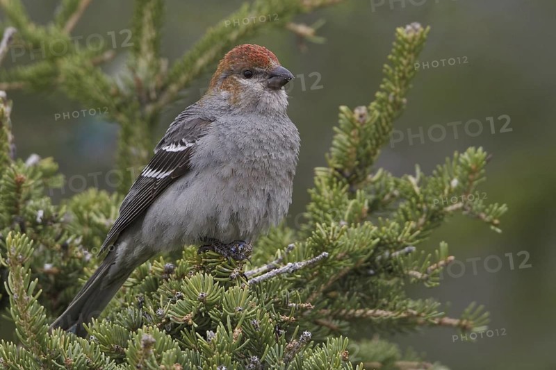 Pine Grosbeak (Pinicola enucleator) male, Manitoba, Canada