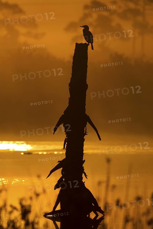 Double-crested Cormorant (Phalacrocorax auritus), Florida, USA