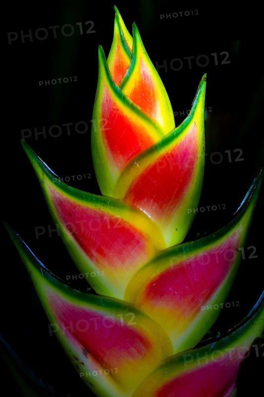 Heliconia (Heliconia wagneriana), flowering at night, tropical rainforest at night, Heredia province, Costa Rica