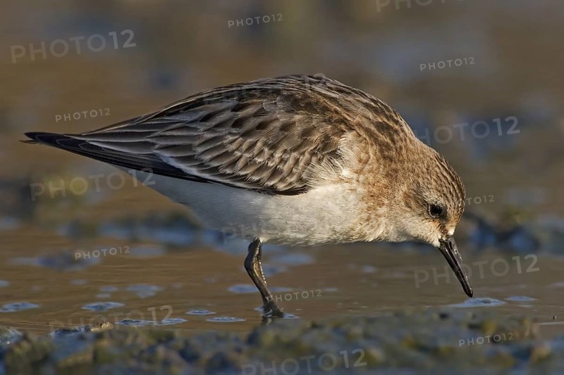 Long-toed Stint (Calidris subminuta) foraging, Western Australia, Australia