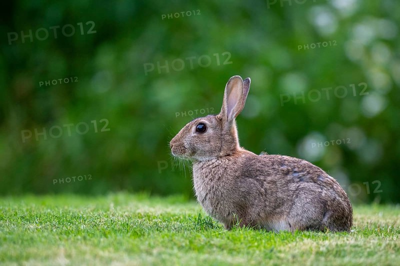 Wild rabbit (Oryctolagus cuniculus), Stapelfeld, Cloppenburg, Lower Saxony, Germany