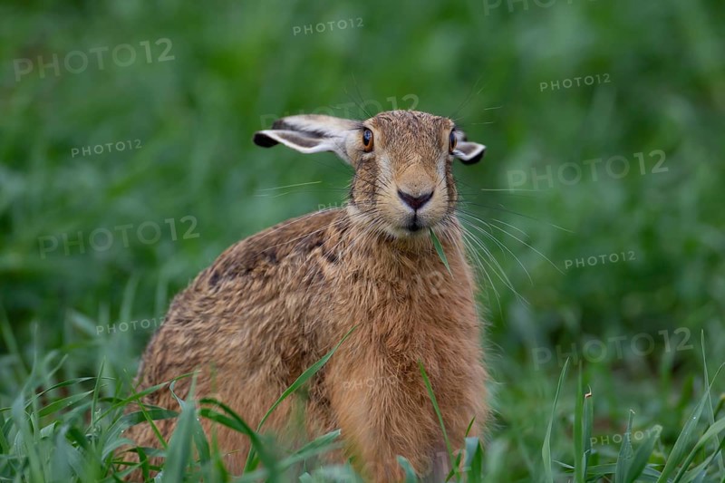 European brown hare (Lepus europaeus) adult animal feeding in a farmland cereal field in summer, Suffolk, England, United Kingdom