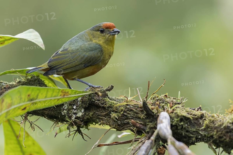 Spot-crowned Euphonia (Euphonia imitans) perched on a branch in Panama