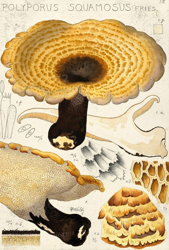Mushroom, fungi, dryad's saddle, Cerioporus squamosus, syn. Polyporus squamosus, authentic reproduction of an illustration by Hans Walty (1868-1948) from about 1915, historical