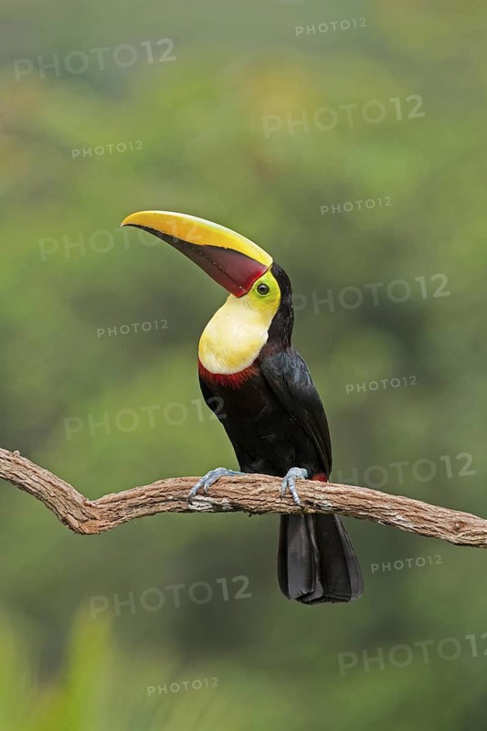 Yellow-throated Toucan (Ramphastos ambiguus swainsonii), Costa Rica