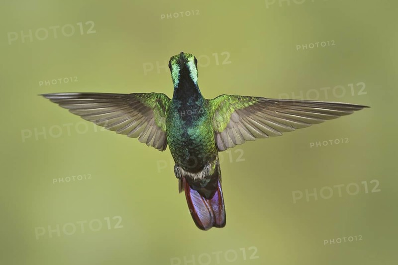 Green-breasted Mango (Anthracothorax prevostii), Costa Rica