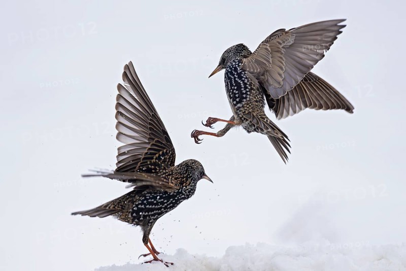 Starling (Sturnus vulgaris), close-up, two adult birds attacking each other in flight in an aggressive territorial fight in winter in the snow, Baden-Württemberg, Germany