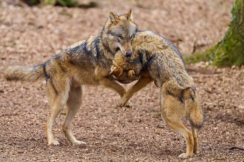 Two wolves standing in an upright position in the forest, interacting and playing with each other, Wolf (Canis Lupus), Germany