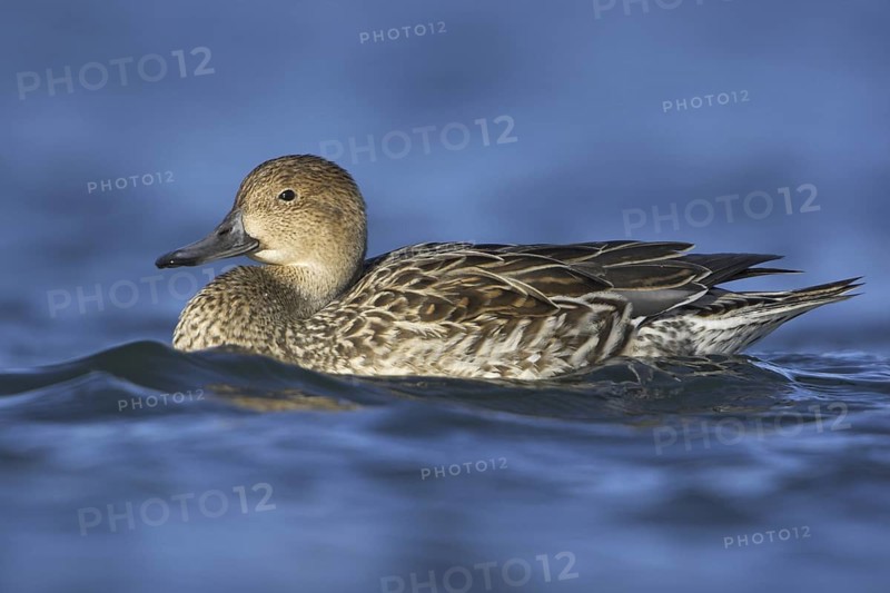 Northern Pintail (Anas acuta) female, British Columbia, Canada