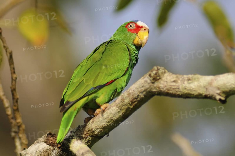 White-fronted Amazon (Amazona albifrons), Guatemala