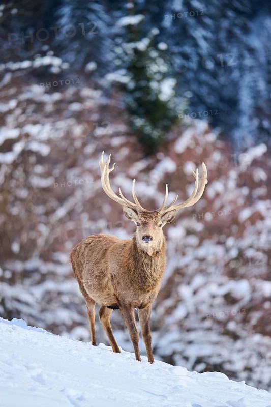 Red deer (Cervus elaphus) stag on a snowy meadow in the mountains in tirol, Kitzbühel, Wildpark Aurach, Austria