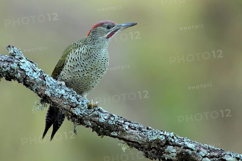 European Green Woodpecker (Picus viridis) juvenile male, Andalusia, Spain