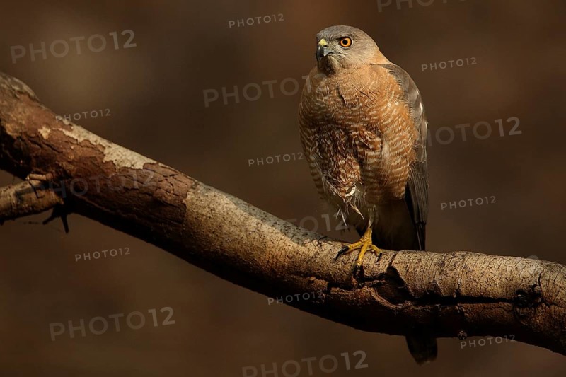 Shikra (Accipiter badius), Rajasthan, India
