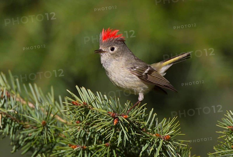 Ruby-crowned Kinglet (Regulus calendula) male, Arizona, USA