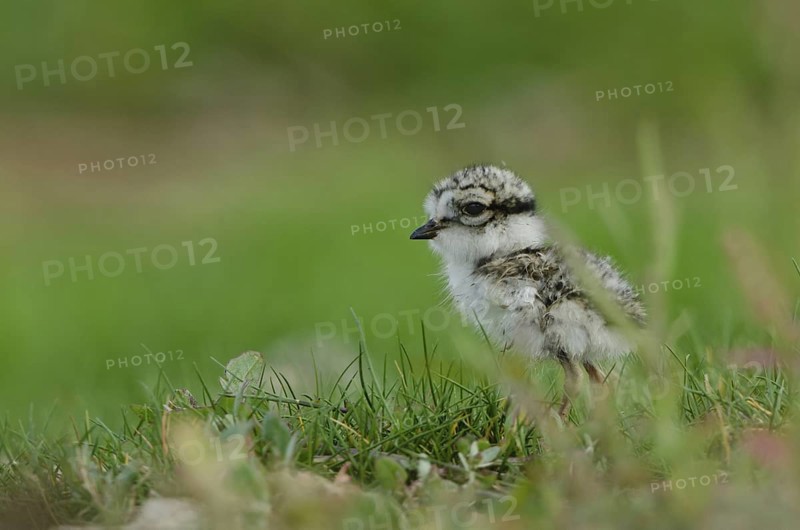 Common Ringed Plover (Charadrius hiaticula) chick, Schleswig-Holstein, Germany