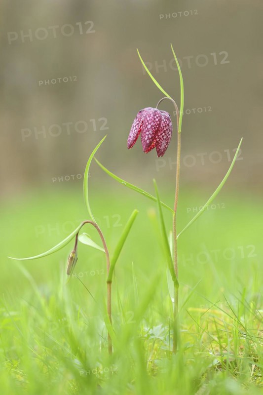 Snake's head fritillary (Fritillaria meleagris), In bloom in a meadow, inflorescence, spring, Siegerland, North Rhine-Westphalia, Germany
