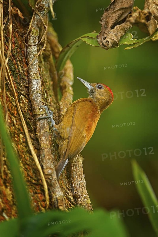Smoky-brown Woodpeckerl, Leuconotopicus fumigatus sitting on branch with nesting hole, brown and red bird in nature habitat, Costa Rica. Birdwatching, South America
