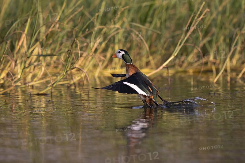 African Pygmy Goose (Nettapus auritus) taking flight, Lake, Awasa, Ethiopia