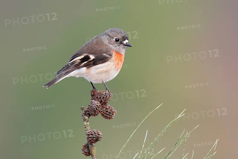 Scarlet Robin (Petroica boodang) female, Victoria, Australia