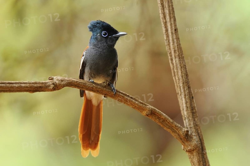 African Paradise Flycatcher (Terpsiphone viridis) female, Voi, Kenya