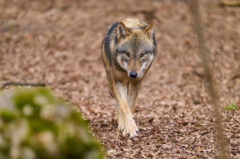 An attentive wolf approaches on a forest path, Wolf (Canis Lupus), Germany
