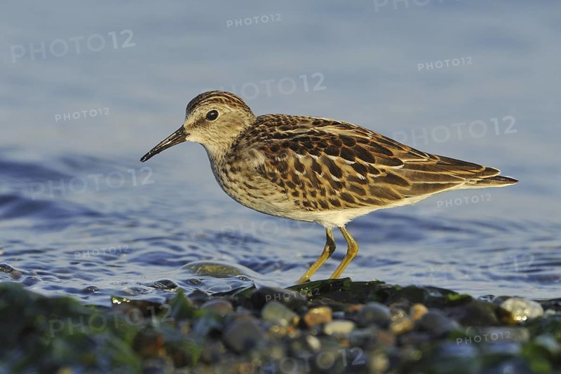 Least Sandpiper (Calidris minutilla), British Columbia, Canada