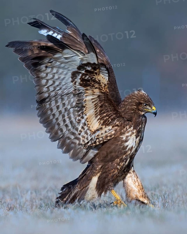 Common Buzzard (Buteo buteo), Saxony-Anhalt, Germany