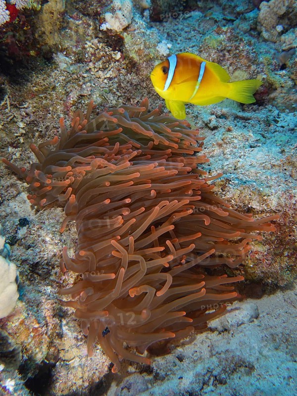 Bubble anemone (Entacmaea quadricolor)