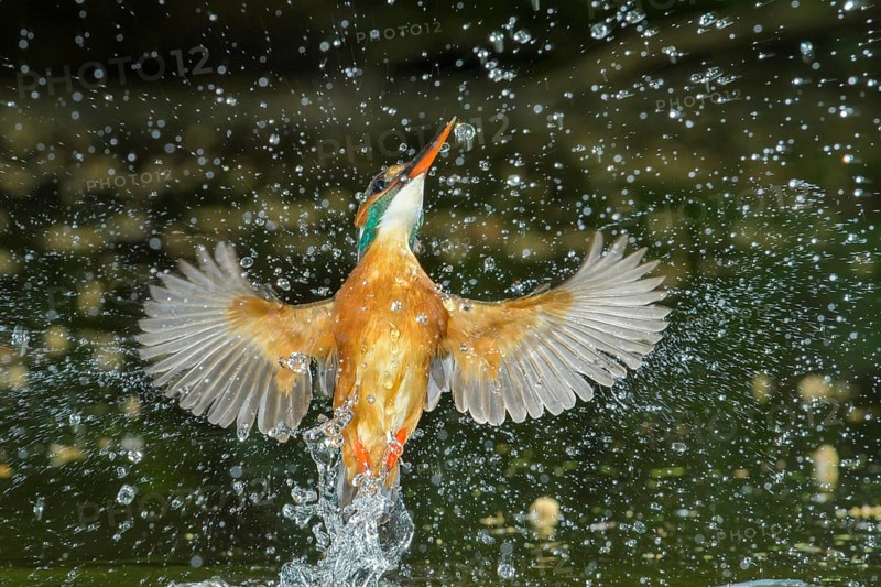 Common Kingfisher (Alcedo atthis) female fishing, Lower Saxony, Germany