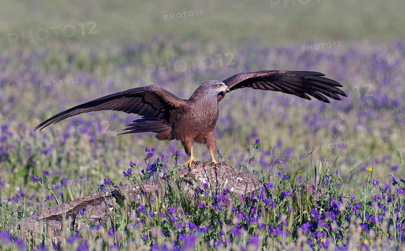 Black Kite (Milvus migrans) in a flower meadow, Castilla-La Mancha, Spain