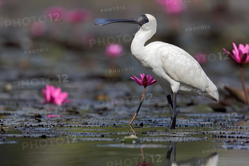 Royal Spoonbill (Platalea regia) in a wetland area in Papua New Guinea
