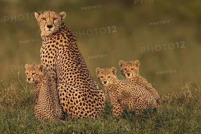Cheetah (Acinonyx jubatus) female with 3 cubs, Masai Mara, Kenya