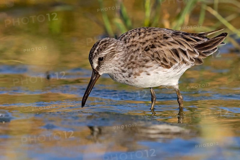 Marsh Sandpiper, (Calidris falcinellus), (Limicola falcinellus), animals, birds, wading bird from the genus Limicola, biotope, habitat, foraging, Middle East, Raysut, Salalah, Sohar, Oman