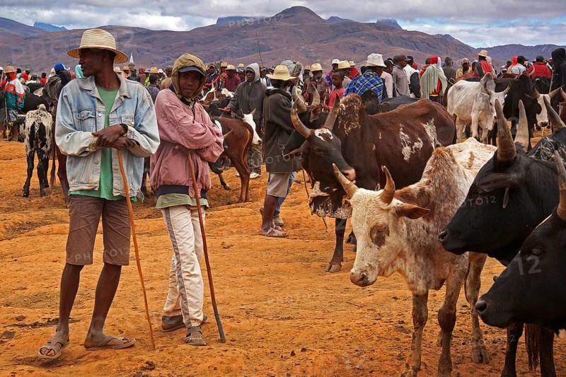 Cattle market, Madagascar, Ambalavao, Ambalavao, Madagascar