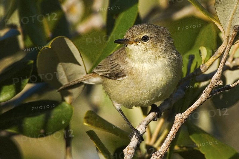 Dusky Gerygone (Gerygone tenebrosa) juvenile, Western Australia, Australia
