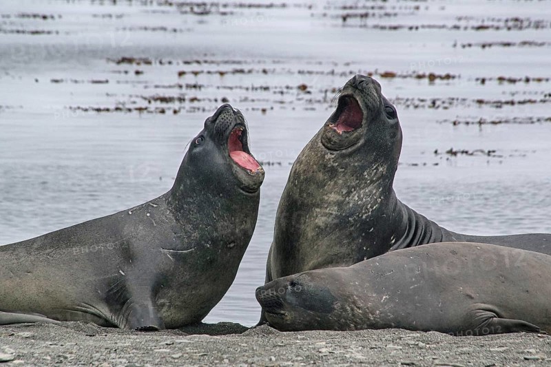 Animals, mammals, resting elephant seal, South Georgia, Antarctica