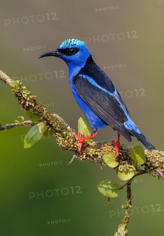 Male Red-legged Honeycreeper (Cyanerpes cyaneus) at Laguna Lagarto Lodge near Boca Tapada, Costa Rica