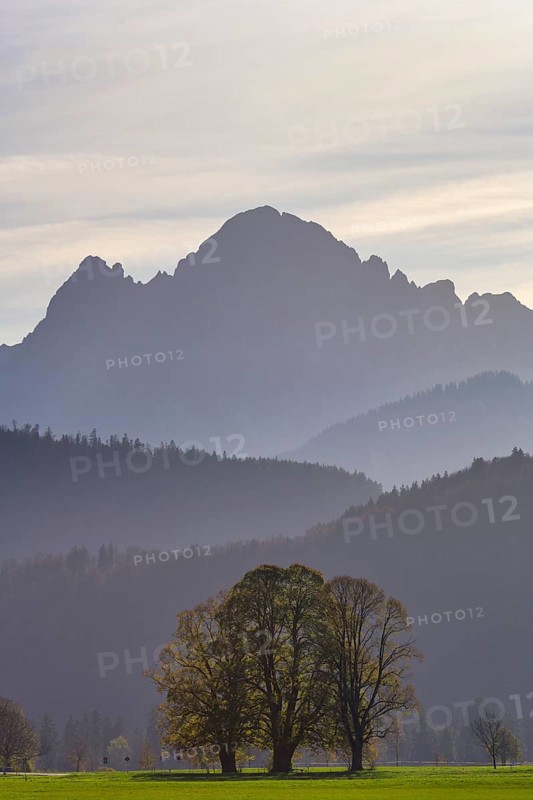 Bare tree in front of a misty mountain landscape in the morning light, near Schwangau, Allgäu, Swabia, Bavaria, Germany, Schwangau, Ostallgäu, Bavaria, Germany