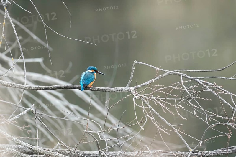 A vibrant kingfisher sits on a bare twig overlooking a serene, misty lake, displaying its vivid blue feathers amid a natural, tranquil scene
