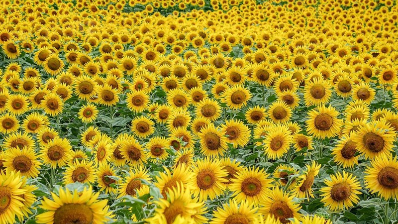 A vibrant field densely packed with blooming sunflowers, showcasing petals of yellow and rich brown centers
