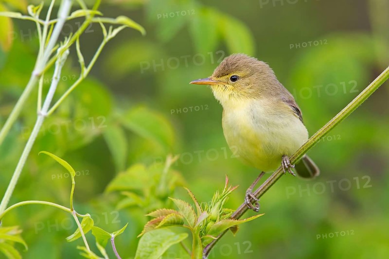 Orpheus warbler, (Hippolais polyglotta), Hypolaïs polyglotte, animals, birds, songbirds, reed warbler family, perch, biotope, habitat, branch, district Neustadt an der Weinstrass, Rhineland-Palatinate, Germany