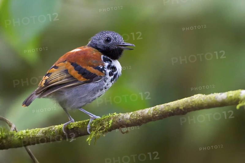 Spotted Antbird (Hylophylax naevioides) perched on a branch in Costa Rica, Central America
